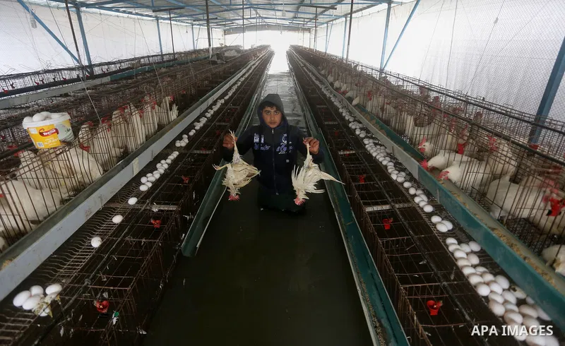 A Palestinian man removes dead chickens after rain waters flooded a farm during a winter storm in Rafah in the southern Gaza Strip January 27, 2016. Photo by Yasser Qudih
