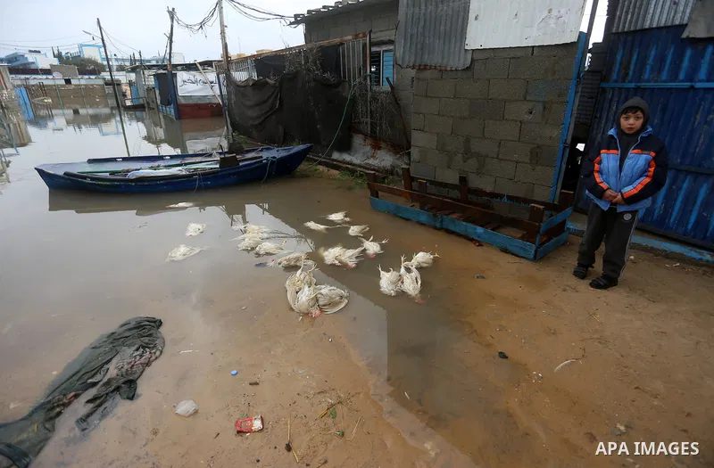 A Palestinian boy looks to dead chickens after rain waters flooded a farm during a winter storm in Rafah in the southern Gaza Strip January 27, 2016. Photo by Yasser Qudih