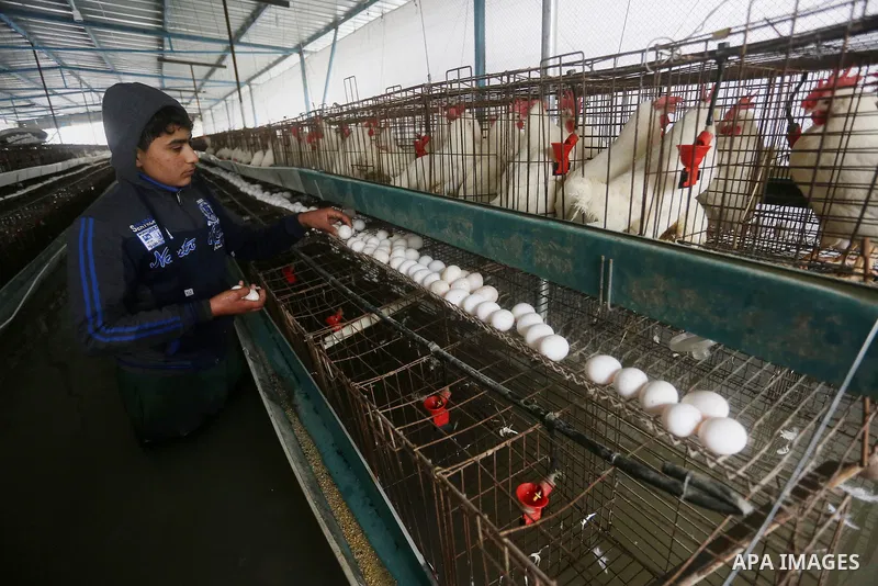 A Palestinian boy collects eggs after rain waters flooded a chicken farm during a winter storm in Rafah in the southern Gaza Strip January 27, 2016. Photo by Yasser Qudih