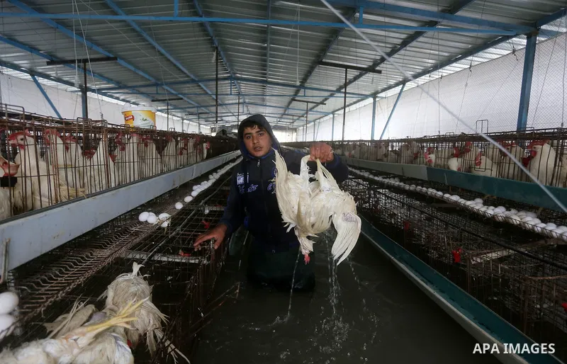 A Palestinian man removes dead chickens after rain waters flooded a farm during a winter storm in Rafah in the southern Gaza Strip January 27, 2016. Photo by Yasser Qudih