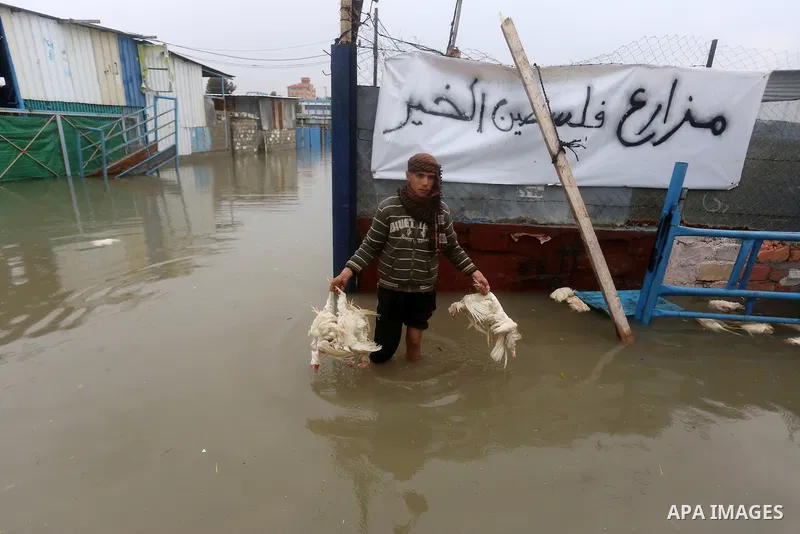 A Palestinian man removes dead chickens after rain waters flooded a farm during a winter storm in Rafah in the southern Gaza Strip January 27, 2016. Photo by Yasser Qudih
