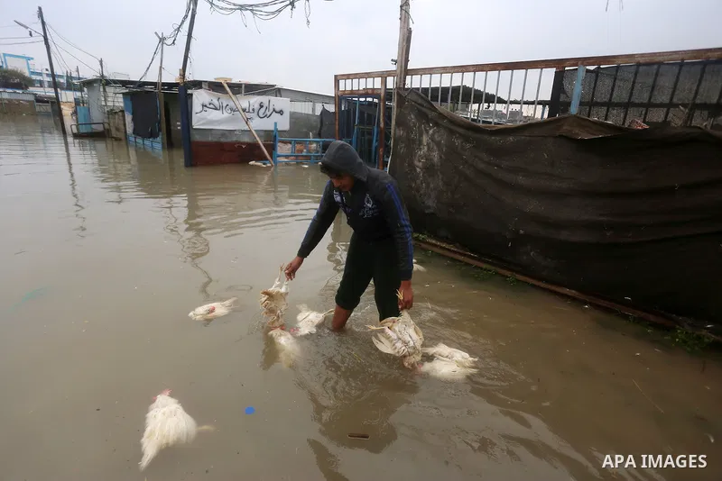 A Palestinian man removes dead chickens after rain waters flooded a farm during a winter storm in Rafah in the southern Gaza Strip January 27, 2016. Photo by Yasser Qudih