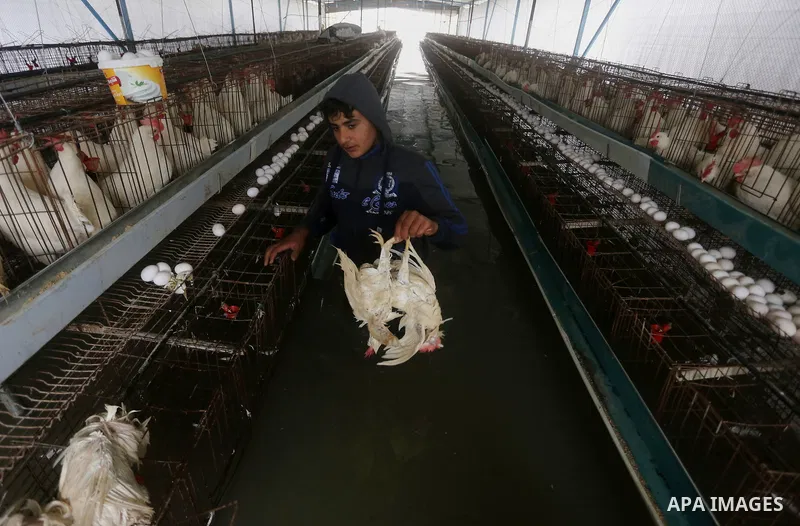 A Palestinian man removes dead chickens after rain waters flooded a farm during a winter storm in Rafah in the southern Gaza Strip January 27, 2016. Photo by Yasser Qudih