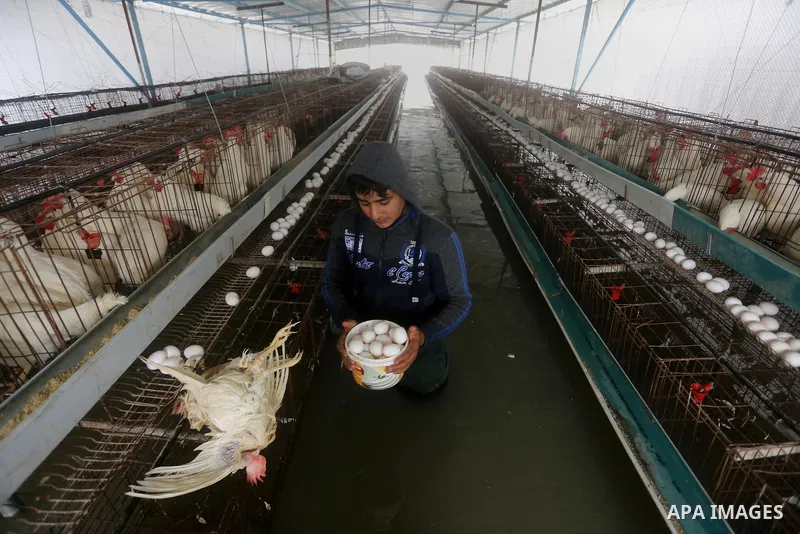 A Palestinian boy collects eggs after rain waters flooded a chicken farm during a winter storm in Rafah in the southern Gaza Strip January 27, 2016. Photo by Yasser Qudih