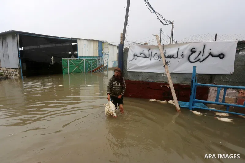 A Palestinian man removes dead chickens after rain waters flooded a farm during a winter storm in Rafah in the southern Gaza Strip January 27, 2016. Photo by Yasser Qudih