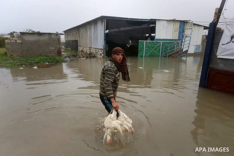 A Palestinian man removes dead chickens after rain waters flooded a farm during a winter storm in Rafah in the southern Gaza Strip January 27, 2016. Photo by Yasser Qudih