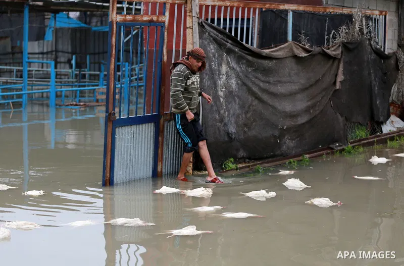 A Palestinian man removes dead chickens after rain waters flooded a farm during a winter storm in Rafah in the southern Gaza Strip January 27, 2016. Photo by Yasser Qudih