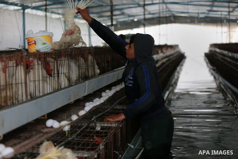 A Palestinian man removes dead chickens after rain waters flooded a farm during a winter storm in Rafah in the southern Gaza Strip January 27, 2016. Photo by Yasser Qudih