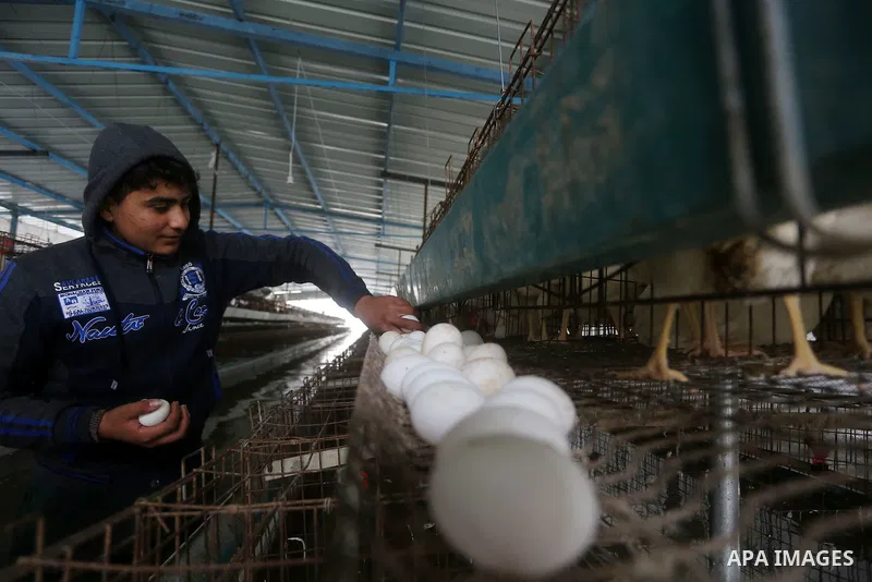 A Palestinian boy collects eggs after rain waters flooded a chicken farm during a winter storm in Rafah in the southern Gaza Strip January 27, 2016. Photo by Yasser Qudih