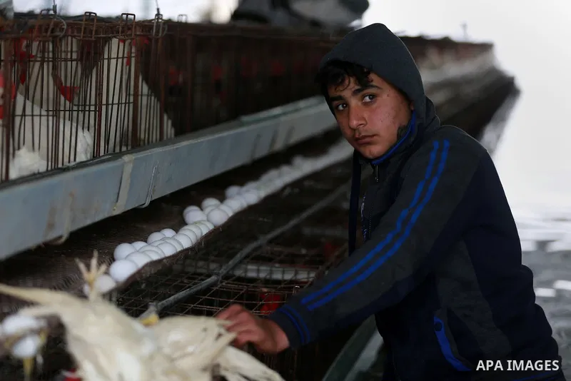 A Palestinian man removes dead chickens after rain waters flooded a farm during a winter storm in Rafah in the southern Gaza Strip January 27, 2016. Photo by Yasser Qudih