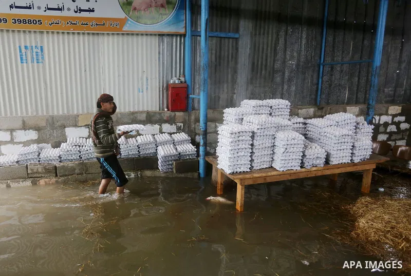 A Palestinian boy collects eggs after rain waters flooded a chicken farm during a winter storm in Rafah in the southern Gaza Strip January 27, 2016. Photo by Yasser Qudih