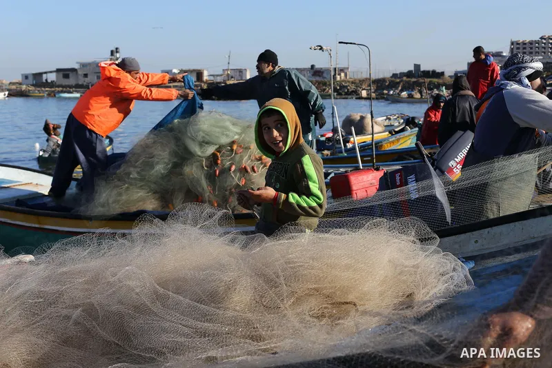 Palestinian fishermen collect fish from their nets at Gaza's seaport of Gaza City, on January 28, 2016. Photo by Mohammed Asad