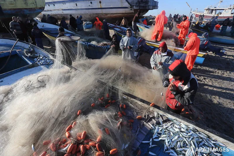 Palestinian fishermen collect fish from their nets at Gaza's seaport of Gaza City, on January 28, 2016. Photo by Mohammed Asad