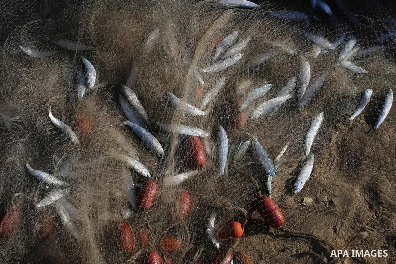 Palestinian fishermen collect fish from their nets at Gaza's seaport of Gaza City, on January 28, 2016. Photo by Mohammed Asad