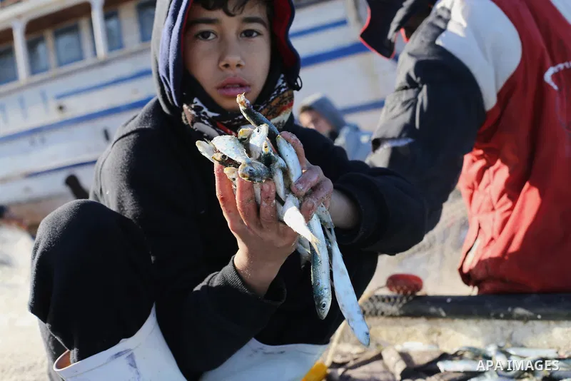 Palestinian fishermen collect fish from their nets at Gaza's seaport of Gaza City, on January 28, 2016. Photo by Mohammed Asad