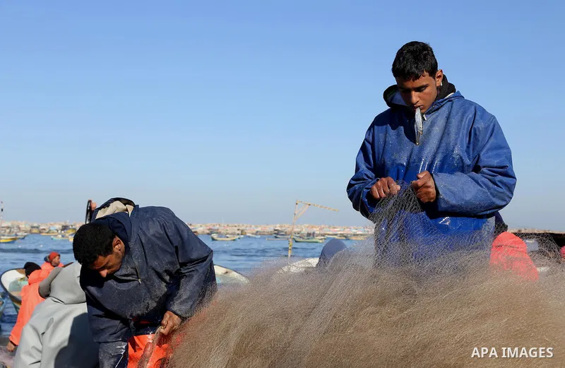 Palestinian fishermen collect fish from their nets at Gaza's seaport of Gaza City, on January 28, 2016. Photo by Mohammed Asad