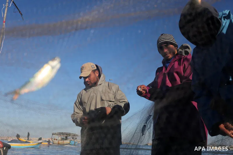 Palestinian fishermen collect fish from their nets at Gaza's seaport of Gaza City, on January 28, 2016. Photo by Mohammed Asad
