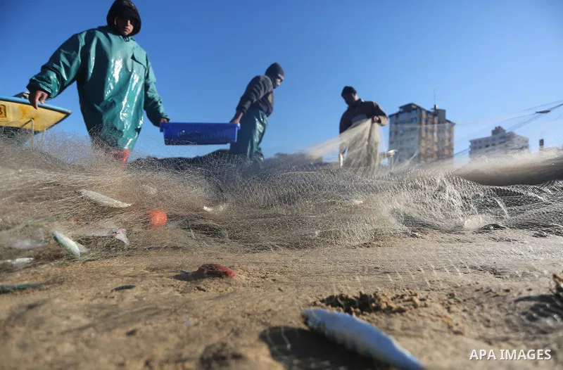 Palestinian fishermen collect fish from their nets at Gaza's seaport of Gaza City, on January 28, 2016. Photo by Mohammed Asad