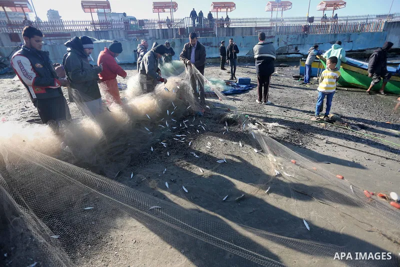 Palestinian fishermen collect fish from their nets at Gaza's seaport of Gaza City, on January 28, 2016. Photo by Mohammed Asad