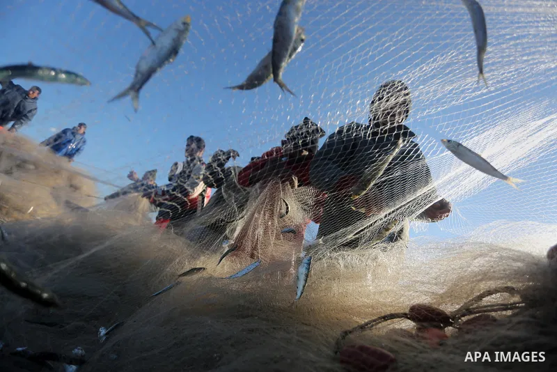 Palestinian fishermen collect fish from their nets at Gaza's seaport of Gaza City, on January 28, 2016. Photo by Mohammed Asad