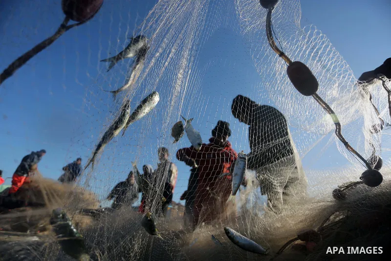 Palestinian fishermen collect fish from their nets at Gaza's seaport of Gaza City, on January 28, 2016. Photo by Mohammed Asad