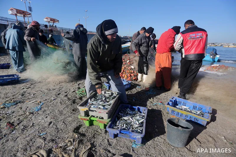 Palestinian fishermen collect fish from their nets at Gaza's seaport of Gaza City, on January 28, 2016. Photo by Mohammed Asad