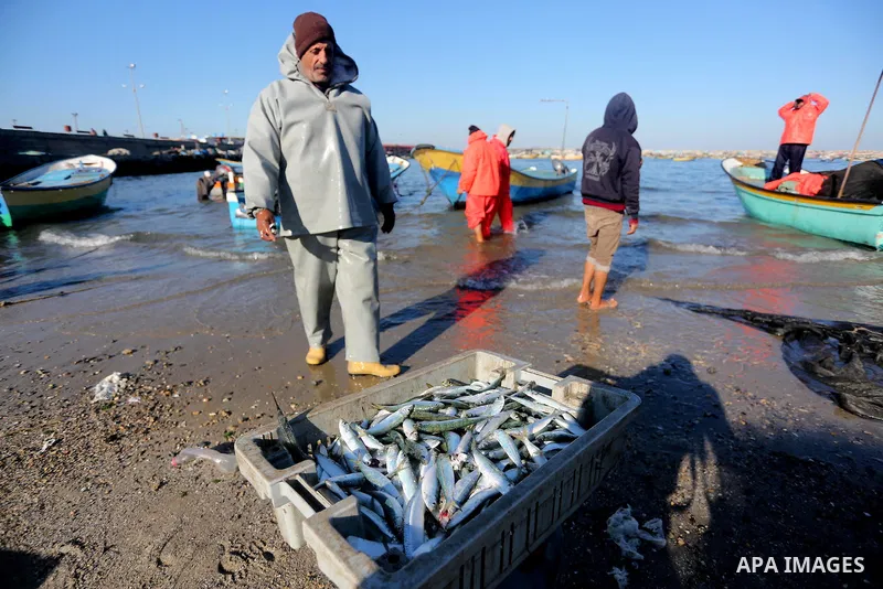 Palestinian fishermen collect fish from their nets at Gaza's seaport of Gaza City, on January 28, 2016. Photo by Mohammed Asad