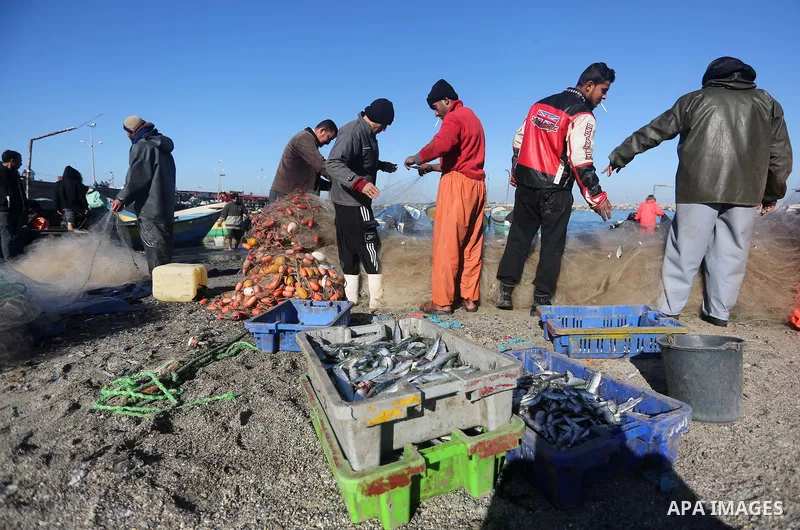 Palestinian fishermen collect fish from their nets at Gaza's seaport of Gaza City, on January 28, 2016. Photo by Mohammed Asad
