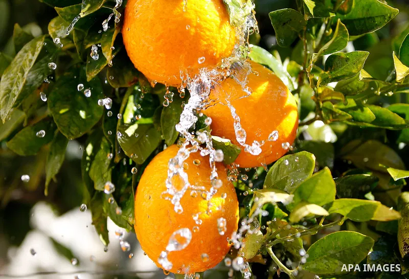 This picture taken on January 28, 2016 shows Orange fruit trees, in the West bank city of Hebron. Photo by Wisam Hashlamoun