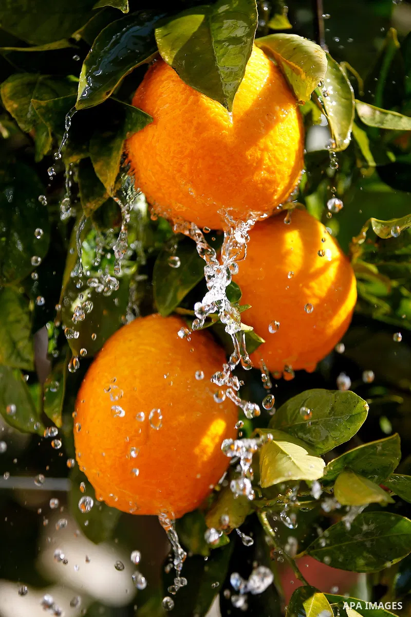 This picture taken on January 28, 2016 shows Orange fruit trees, in the West bank city of Hebron. Photo by Wisam Hashlamoun