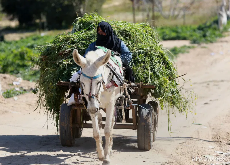 A Palestinian woman rides a donkey cart in Biet Hanoun in the northern Gaza Strip on Feb. 04, 2016. Photo by Yasser Qudih