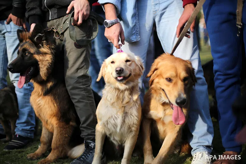 Palestinians show their dogs during the first dog show organized by local dog breeders, in Gaza City February 5, 2016. Following announcements over social media for dog owners to take part, more than thirty different bre...