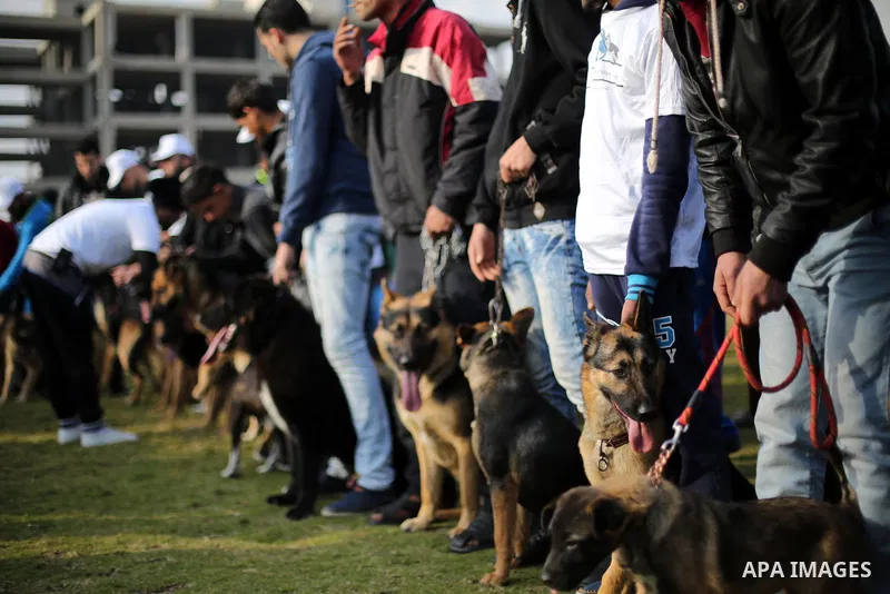 Palestinians show their dogs during the first dog show organized by local dog breeders, in Gaza City February 5, 2016. Following announcements over social media for dog owners to take part, more than thirty different bre...
