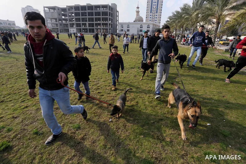 Palestinians show their dogs during the first dog show organized by local dog breeders, in Gaza City February 5, 2016. Following announcements over social media for dog owners to take part, more than thirty different bre...
