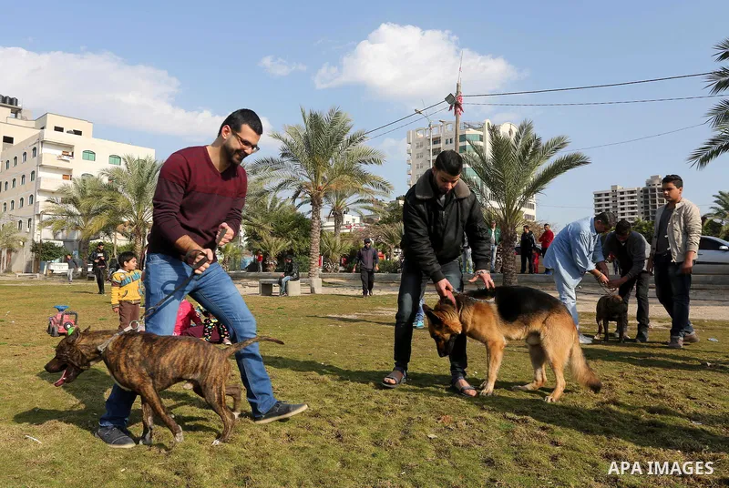 Palestinians show their dogs during the first dog show organized by local dog breeders, in Gaza City February 5, 2016. Following announcements over social media for dog owners to take part, more than thirty different bre...