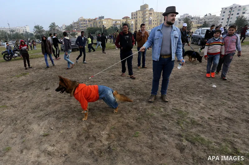 Palestinians show their dogs during the first dog show organized by local dog breeders, in Gaza City February 5, 2016. Following announcements over social media for dog owners to take part, more than thirty different bre...