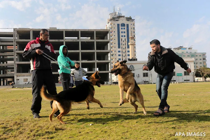 Palestinians show their dogs during the first dog show organized by local dog breeders, in Gaza City February 5, 2016. Following announcements over social media for dog owners to take part, more than thirty different bre...