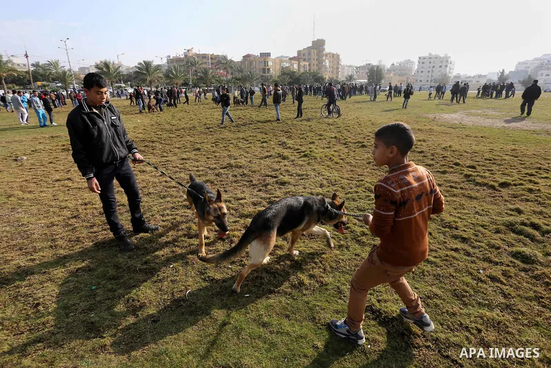 Palestinians show their dogs during the first dog show organized by local dog breeders, in Gaza City February 5, 2016. Following announcements over social media for dog owners to take part, more than thirty different bre...