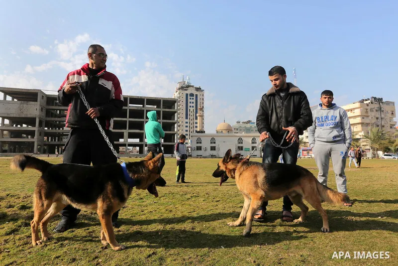 Palestinians show their dogs during the first dog show organized by local dog breeders, in Gaza City February 5, 2016. Following announcements over social media for dog owners to take part, more than thirty different bre...