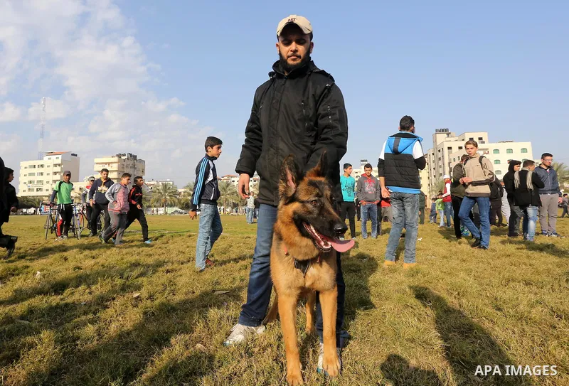 Palestinians show their dogs during the first dog show organized by local dog breeders, in Gaza City February 5, 2016. Following announcements over social media for dog owners to take part, more than thirty different bre...