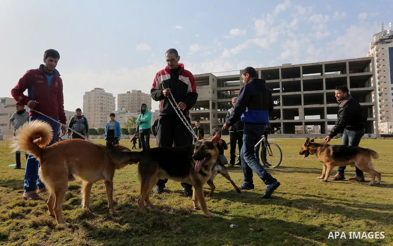 Palestinians show their dogs during the first dog show organized by local dog breeders, in Gaza City February 5, 2016. Following announcements over social media for dog owners to take part, more than thirty different bre...