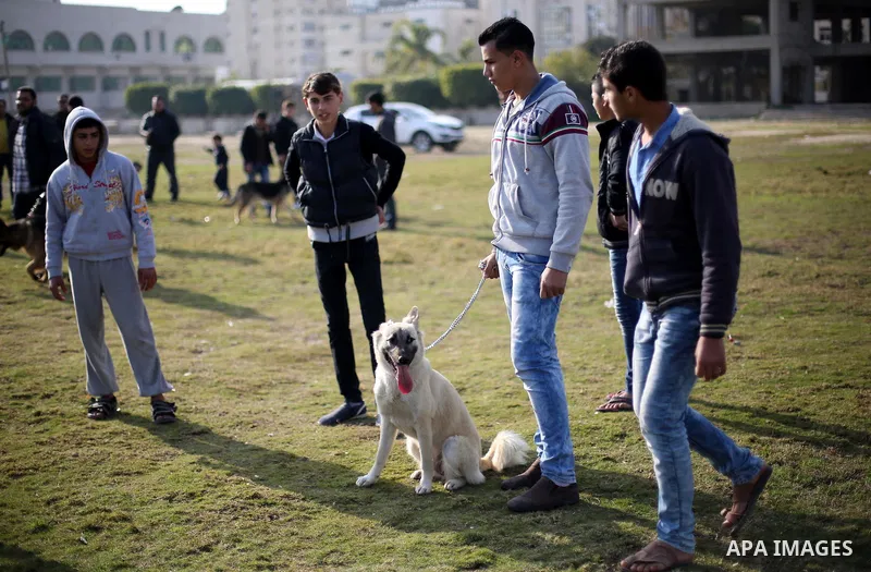 Palestinians show their dogs during the first dog show organized by local dog breeders, in Gaza City February 5, 2016. Following announcements over social media for dog owners to take part, more than thirty different bre...