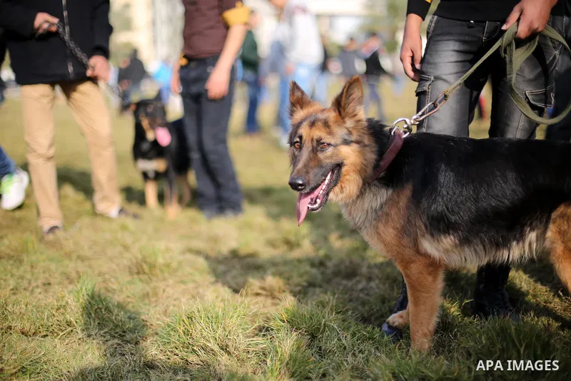 Palestinians show their dogs during the first dog show organized by local dog breeders, in Gaza City February 5, 2016. Following announcements over social media for dog owners to take part, more than thirty different bre...
