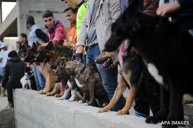 Palestinians show their dogs during the first dog show organized by local dog breeders, in Gaza City February 5, 2016. Following announcements over social media for dog owners to take part, more than thirty different bre...