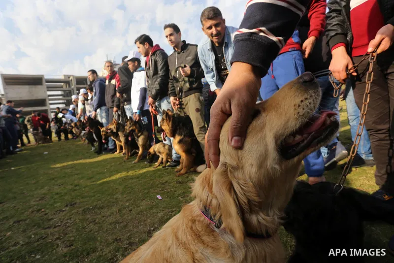 Palestinians show their dogs during the first dog show organized by local dog breeders, in Gaza City February 5, 2016. Following announcements over social media for dog owners to take part, more than thirty different bre...