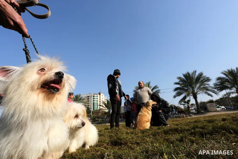 Palestinians show their dogs during the first dog show organized by local dog breeders, in Gaza City February 5, 2016. Following announcements over social media for dog owners to take part, more than thirty different bre...