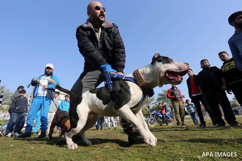 Palestinians show their dogs during the first dog show organized by local dog breeders, in Gaza City February 5, 2016. Following announcements over social media for dog owners to take part, more than thirty different bre...