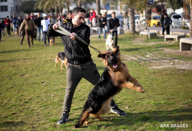 Palestinians show their dogs during the first dog show organized by local dog breeders, in Gaza City February 5, 2016. Following announcements over social media for dog owners to take part, more than thirty different bre...