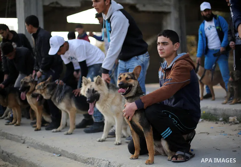 Palestinians show their dogs during the first dog show organized by local dog breeders, in Gaza City February 5, 2016. Following announcements over social media for dog owners to take part, more than thirty different bre...