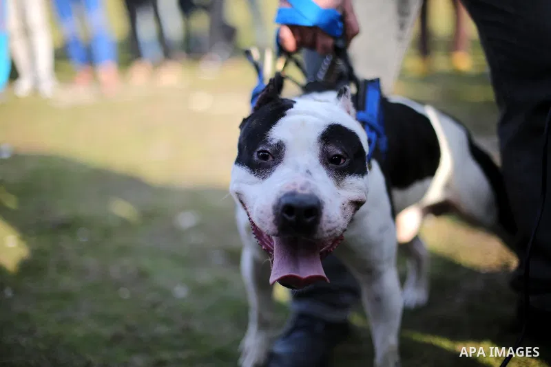 Palestinians show their dogs during the first dog show organized by local dog breeders, in Gaza City February 5, 2016. Following announcements over social media for dog owners to take part, more than thirty different bre...